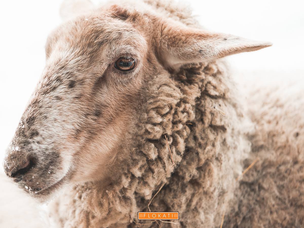 Flokati Wool Collection